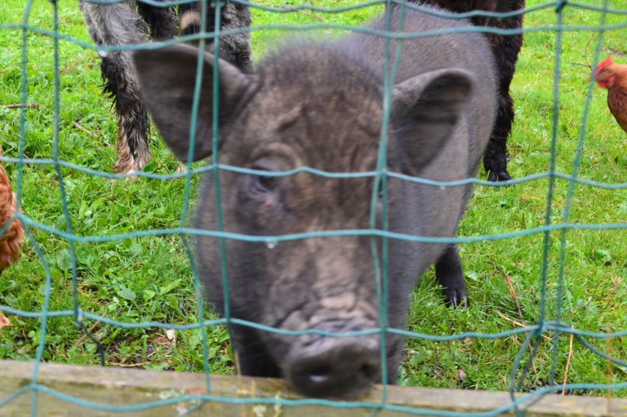 Le Paradis Des Animaux Coublevie Exteriör bild